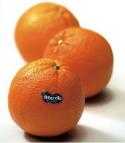 17 Kg d’Oranges de Ribera Biologique qualité "Tavola"
